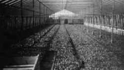 Ca. 1/2 mio. radiser dyrkes i 5 drivhuse 1951