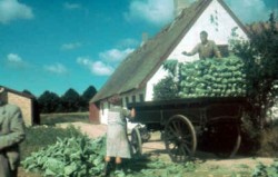 Gartneriet Gl. Enebærgård - kål stables på vogn 1944