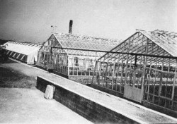Mest moderne nellikevæksthus på Gartneriet Vesterled 1939