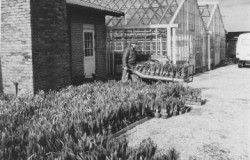 Toftedal Gartneri - drivning af påskeliljer i potte 1970
