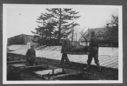 Det var hårdt, manuelt arbejde at drive et gartneri før i tiden. Her ses arbejdere fra Gungehus Handelsgartneri i begyndelsen af 1930’erne.