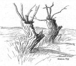 Pennetegningen af Lauritz Christiansen fra 1939 af gamle piletræer på ejerlavsdiget i skellet mellem Hvidovre og Brøndbyøster giver et godt indtryk af det ubebyggede landskab, som man i 1600-tallet færdedes i mellem landsbyerne.
(HLA)