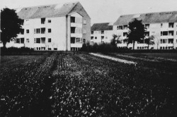 Bredalsgårdens marker stødte helt op til boligblokkene  i Bredalsparken, 1956.