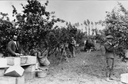 Lagesminde frugtplantage i 1931.
